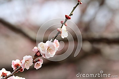 Plum blossoms in Kairaku en, Mito Stock Photo