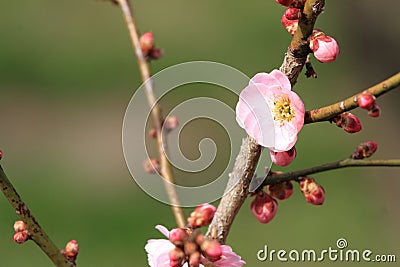 Plum blossoms in Kairaku en, Mito Stock Photo