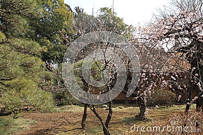 Plum blossoms and Kobuntei in Kairaku en, Mito Stock Photo