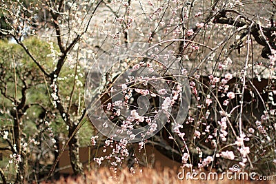 Plum blossoms and Kobuntei in Kairaku en, Mito Stock Photo