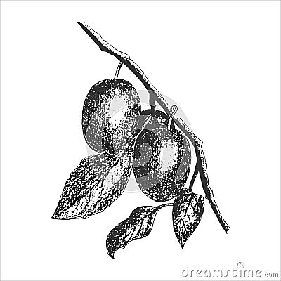 Plum branch with fruit, print, imprint, stamp, hand drawing in pencil, engraving style, isolated, white background. Vector Illustration