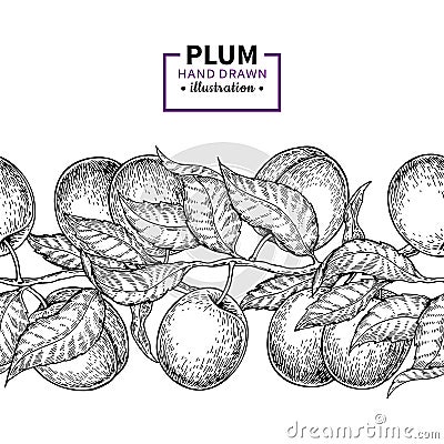 Plum branch seamless vintage border. Hand drawn isolated fruit. Vector Illustration