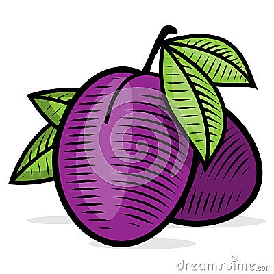 Plum engraving color illusrtration Vector Illustration