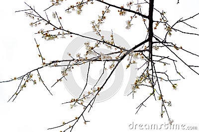 Plum flower Stock Photo