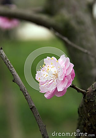 Plum flower Stock Photo