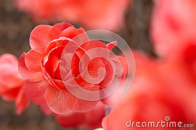 Plum flower Stock Photo