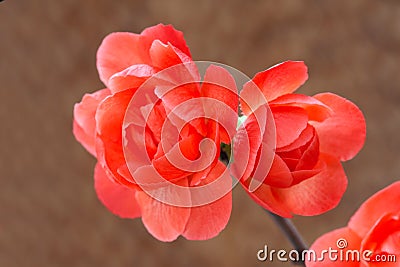 Plum flower Stock Photo