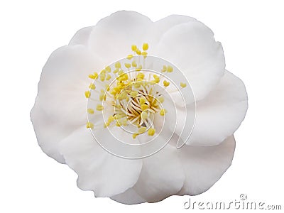 Plum flower Stock Photo