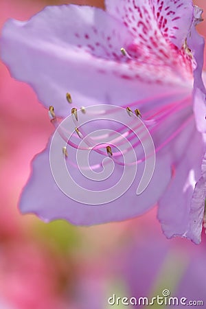 Plum Flower Stock Photo