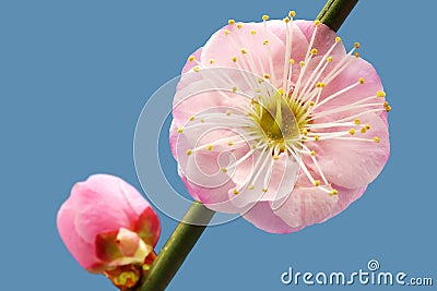 Plum flower Stock Photo