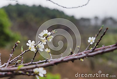 Plum flower, high mountains Moc Chau, Vietnam, in the spring. Stock Photo