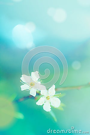 Plum flower shallow depth of field selective focus. Stock Photo