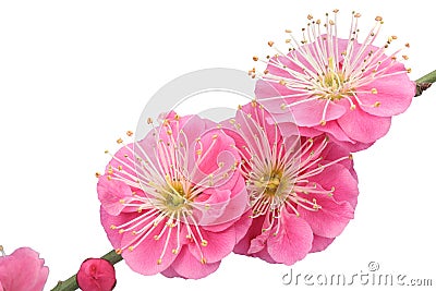 Plum flower Stock Photo