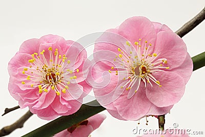 Plum flower Stock Photo