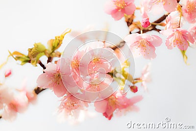 Plum Flowers in Full Bloom Stock Photo