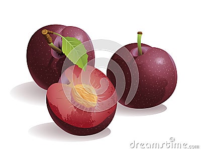 Plum Fruit Vector Illustration