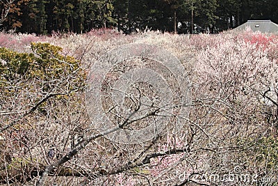 plum grove in Kairaku en, Mito Stock Photo