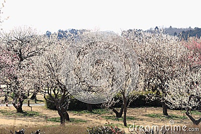 plum grove in Kairaku en, Mito Stock Photo