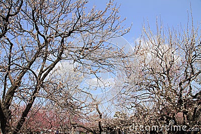 plum grove in Kairaku en, Mito Stock Photo
