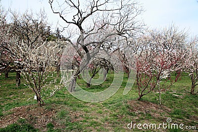 plum grove in Kairaku en, Mito Stock Photo