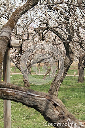 plum grove in Kairaku en, Mito Stock Photo