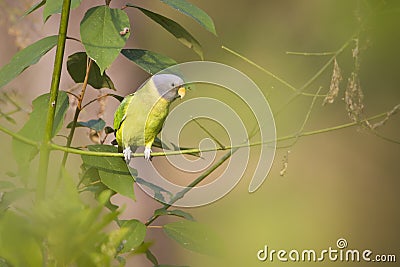 Plum-headed parakeet female in Nepal Stock Photo