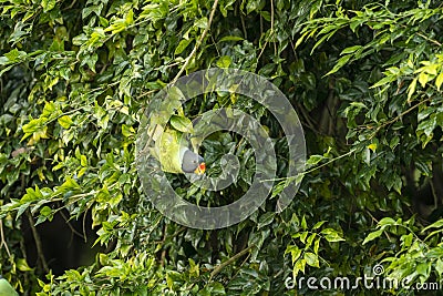 Plum headed parakeet or Psittacula cyanocephala portrait of a colorful parrot in natural green background at jim corbett national Stock Photo