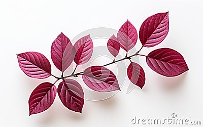 Plum Leaf Captured from the Top on White -Generative Ai Stock Photo
