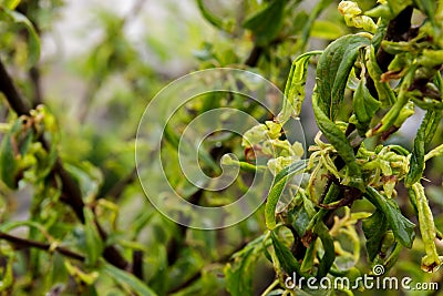 Plum leaf curl, a disease caused by aphids that causes curling of the fruit tree leaves Stock Photo