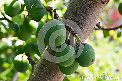 Plum paintings, fresh green plum pictures on the plum tree, Stock Photo