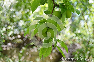 Plum paintings, fresh green plum pictures on the plum tree, Stock Photo