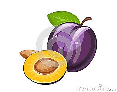 Plum. Ripe juicy fruit with nut and leaf Vector Illustration
