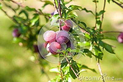 Plum with ripe red fruits and green leaves in sunny weather Stock Photo