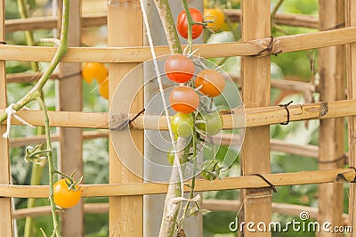 Plum tomatoes tied up Stock Photo