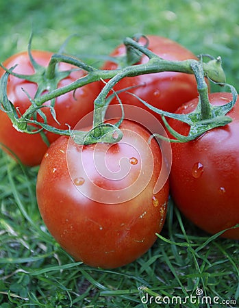 Plum Tomatoes on vine Stock Photo