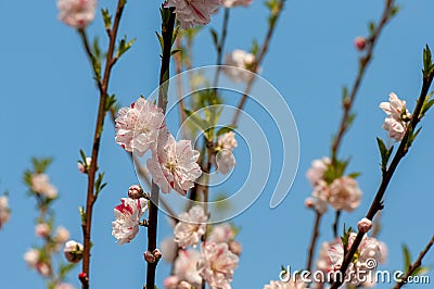 Closeup to beautiful white and pink Plum flower in spring Stock Photo