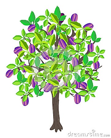 Plum tree Vector Illustration