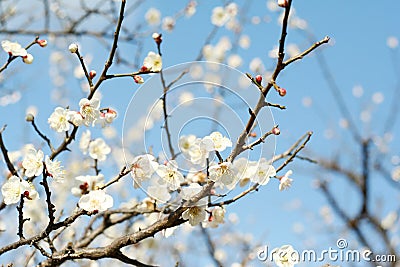 Plum Tree Stock Photo