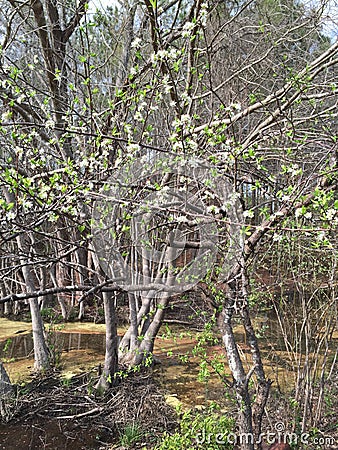 Plum tree in bloom Stock Photo