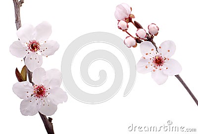 Plum tree flowers Stock Photo