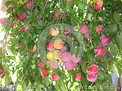 Plum Tree Santa Rosa Loaded With Fruits Stock Photo