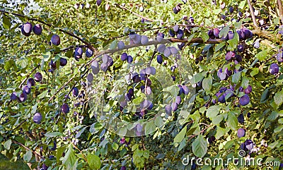 Plum tree with the wonderful Buehler plums. Baden Wuerttemberg, Germany, Europe Stock Photo