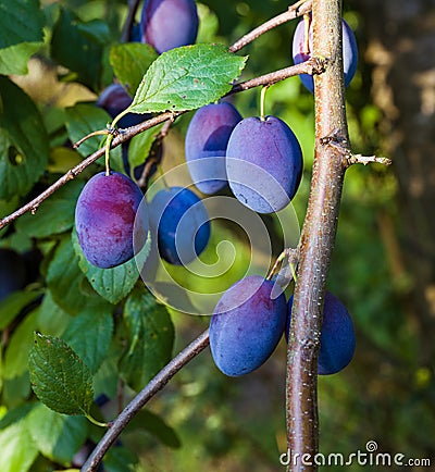 Plum tree with the wonderful Buehler plums. Baden Wuerttemberg, Germany, Europe Stock Photo