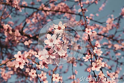 Plum trees with pink flowers in bloom in a sunny day. Stock Photo