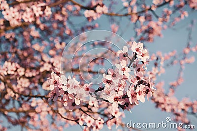Plum trees with pink flowers in bloom in a sunny day Stock Photo