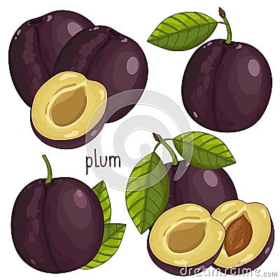 Plum , Vector. Vector Illustration