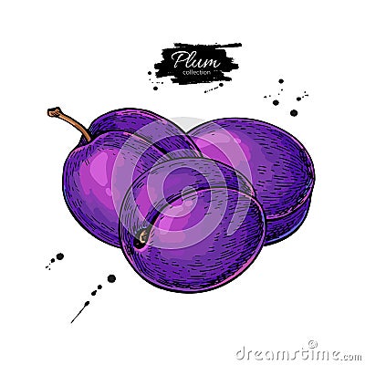 Plum vector drawing. Hand drawn isolated fruit. Summer food illustration. Vector Illustration