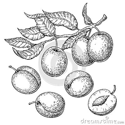 Plum vector drawing set. Hand drawn fruit, branch and sliced pie Vector Illustration