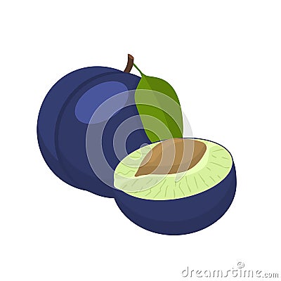 Plum vector illustration. Whole and cut blue plum fruit Vector Illustration