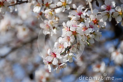 Plum white blooming blossom flowers in early spring, Prunus cerasifera Stock Photo